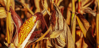 Walka z chwastami w kukurydzy